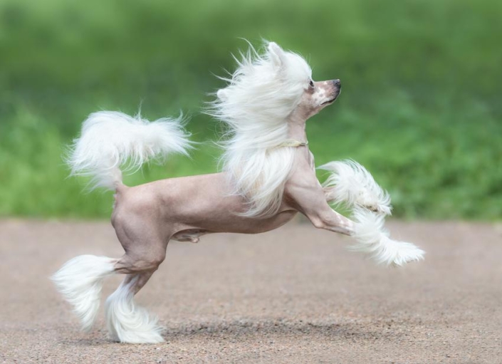 cane nudo cinese che corre