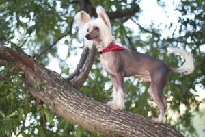 Simpatico cane cinese su un albero